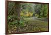 USA, Washington State, Olympic NP. Road through forest.-Jaynes Gallery-Framed Photographic Print