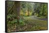 USA, Washington State, Olympic NP. Road through forest.-Jaynes Gallery-Framed Stretched Canvas