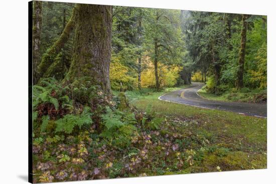 USA, Washington State, Olympic NP. Road through forest.-Jaynes Gallery-Stretched Canvas