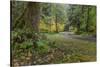 USA, Washington State, Olympic NP. Road through forest.-Jaynes Gallery-Stretched Canvas