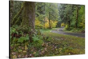 USA, Washington State, Olympic NP. Road through forest.-Jaynes Gallery-Stretched Canvas