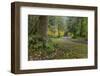 USA, Washington State, Olympic NP. Road through forest.-Jaynes Gallery-Framed Photographic Print