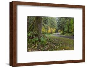 USA, Washington State, Olympic NP. Road through forest.-Jaynes Gallery-Framed Photographic Print