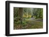 USA, Washington State, Olympic NP. Road through forest.-Jaynes Gallery-Framed Photographic Print