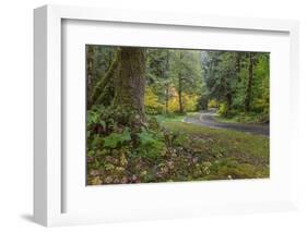 USA, Washington State, Olympic NP. Road through forest.-Jaynes Gallery-Framed Photographic Print