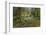 USA, Washington State, Olympic NP. Road through forest.-Jaynes Gallery-Framed Photographic Print