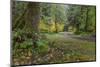 USA, Washington State, Olympic NP. Road through forest.-Jaynes Gallery-Mounted Photographic Print