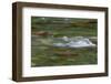 USA, Washington State, Olympic NP. Skokomish River rapids.-Jaynes Gallery-Framed Photographic Print