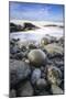 USA, Washington State, Olympic NP. Sunrise on coast beach and rocks.-Jaynes Gallery-Mounted Photographic Print