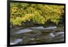 USA, Washington State, Olympic NP. Vine maples overhang and Sol Duc River in autumn.-Jaynes Gallery-Framed Photographic Print