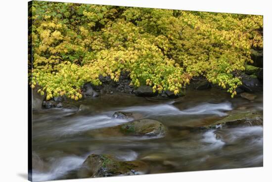 USA, Washington State, Olympic NP. Vine maples overhang and Sol Duc River in autumn.-Jaynes Gallery-Stretched Canvas