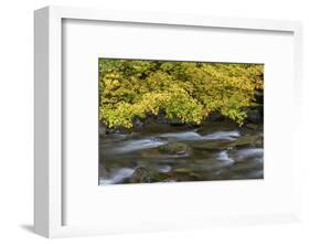 USA, Washington State, Olympic NP. Vine maples overhang and Sol Duc River in autumn.-Jaynes Gallery-Framed Photographic Print