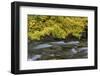 USA, Washington State, Olympic NP. Vine maples overhang and Sol Duc River in autumn.-Jaynes Gallery-Framed Photographic Print