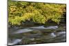 USA, Washington State, Olympic NP. Vine maples overhang and Sol Duc River in autumn.-Jaynes Gallery-Mounted Photographic Print