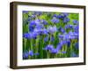 USA, Washington State, Pacific Northwest, Bellevue and the Bellevue Botanical Gardens springtime-Sylvia Gulin-Framed Photographic Print