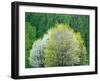 USA, Washington State, Pacific Northwest, Fall City.Flowering wild Cherry amongst Cottonwood trees-Sylvia Gulin-Framed Photographic Print