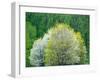 USA, Washington State, Pacific Northwest, Fall City.Flowering wild Cherry amongst Cottonwood trees-Sylvia Gulin-Framed Photographic Print