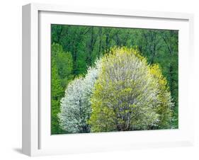 USA, Washington State, Pacific Northwest, Fall City.Flowering wild Cherry amongst Cottonwood trees-Sylvia Gulin-Framed Photographic Print