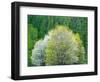 USA, Washington State, Pacific Northwest, Fall City.Flowering wild Cherry amongst Cottonwood trees-Sylvia Gulin-Framed Photographic Print