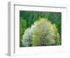 USA, Washington State, Pacific Northwest, Fall City.Flowering wild Cherry amongst Cottonwood trees-Sylvia Gulin-Framed Photographic Print