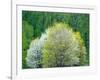 USA, Washington State, Pacific Northwest, Fall City.Flowering wild Cherry amongst Cottonwood trees-Sylvia Gulin-Framed Photographic Print