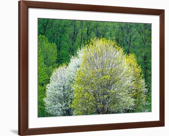 USA, Washington State, Pacific Northwest, Fall City.Flowering wild Cherry amongst Cottonwood trees-Sylvia Gulin-Framed Photographic Print