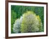 USA, Washington State, Pacific Northwest, Fall City.Flowering wild Cherry amongst Cottonwood trees-Sylvia Gulin-Framed Photographic Print