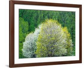 USA, Washington State, Pacific Northwest, Fall City.Flowering wild Cherry amongst Cottonwood trees-Sylvia Gulin-Framed Photographic Print