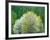 USA, Washington State, Pacific Northwest, Fall City.Flowering wild Cherry amongst Cottonwood trees-Sylvia Gulin-Framed Photographic Print