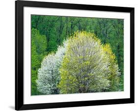 USA, Washington State, Pacific Northwest, Fall City.Flowering wild Cherry amongst Cottonwood trees-Sylvia Gulin-Framed Photographic Print