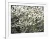 USA, Washington State, Pacific Northwest, Fall City.Flowering wild Cherry amongst Cottonwood trees-Sylvia Gulin-Framed Photographic Print