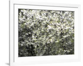 USA, Washington State, Pacific Northwest, Fall City.Flowering wild Cherry amongst Cottonwood trees-Sylvia Gulin-Framed Photographic Print