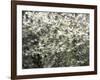 USA, Washington State, Pacific Northwest, Fall City.Flowering wild Cherry amongst Cottonwood trees-Sylvia Gulin-Framed Photographic Print