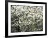 USA, Washington State, Pacific Northwest, Fall City.Flowering wild Cherry amongst Cottonwood trees-Sylvia Gulin-Framed Photographic Print