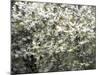 USA, Washington State, Pacific Northwest, Fall City.Flowering wild Cherry amongst Cottonwood trees-Sylvia Gulin-Mounted Photographic Print