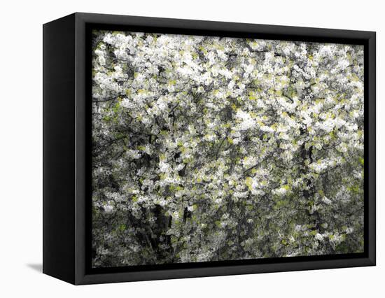 USA, Washington State, Pacific Northwest, Fall City.Flowering wild Cherry amongst Cottonwood trees-Sylvia Gulin-Framed Stretched Canvas