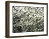 USA, Washington State, Pacific Northwest, Fall City.Flowering wild Cherry amongst Cottonwood trees-Sylvia Gulin-Framed Photographic Print