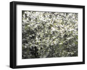 USA, Washington State, Pacific Northwest, Fall City.Flowering wild Cherry amongst Cottonwood trees-Sylvia Gulin-Framed Photographic Print