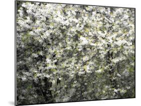 USA, Washington State, Pacific Northwest, Fall City.Flowering wild Cherry amongst Cottonwood trees-Sylvia Gulin-Mounted Photographic Print
