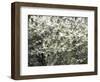 USA, Washington State, Pacific Northwest, Fall City.Flowering wild Cherry amongst Cottonwood trees-Sylvia Gulin-Framed Photographic Print