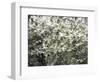 USA, Washington State, Pacific Northwest, Fall City.Flowering wild Cherry amongst Cottonwood trees-Sylvia Gulin-Framed Photographic Print