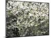 USA, Washington State, Pacific Northwest, Fall City.Flowering wild Cherry amongst Cottonwood trees-Sylvia Gulin-Mounted Photographic Print