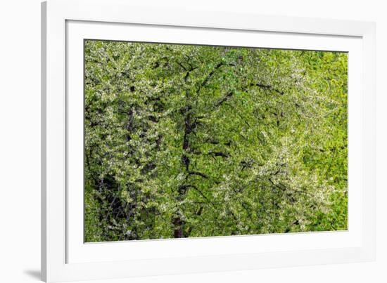 USA, Washington State, Pacific Northwest, Fall City.Flowering wild Cherry amongst Cottonwood trees-Sylvia Gulin-Framed Photographic Print