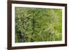 USA, Washington State, Pacific Northwest, Fall City.Flowering wild Cherry amongst Cottonwood trees-Sylvia Gulin-Framed Photographic Print