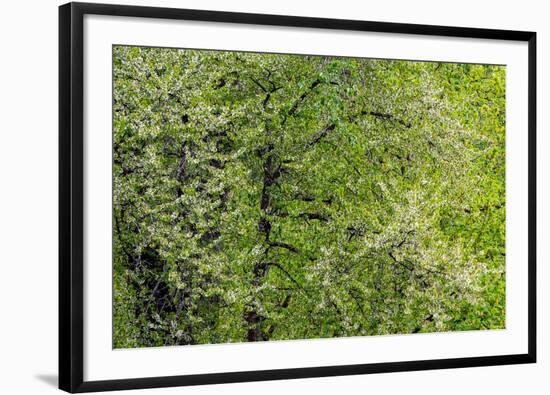 USA, Washington State, Pacific Northwest, Fall City.Flowering wild Cherry amongst Cottonwood trees-Sylvia Gulin-Framed Photographic Print