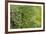 USA, Washington State, Pacific Northwest, Fall City.Flowering wild Cherry amongst Cottonwood trees-Sylvia Gulin-Framed Photographic Print