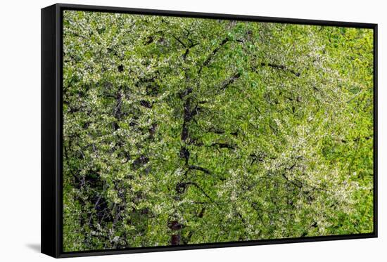 USA, Washington State, Pacific Northwest, Fall City.Flowering wild Cherry amongst Cottonwood trees-Sylvia Gulin-Framed Stretched Canvas