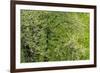 USA, Washington State, Pacific Northwest, Fall City.Flowering wild Cherry amongst Cottonwood trees-Sylvia Gulin-Framed Photographic Print