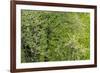 USA, Washington State, Pacific Northwest, Fall City.Flowering wild Cherry amongst Cottonwood trees-Sylvia Gulin-Framed Photographic Print