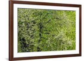 USA, Washington State, Pacific Northwest, Fall City.Flowering wild Cherry amongst Cottonwood trees-Sylvia Gulin-Framed Photographic Print